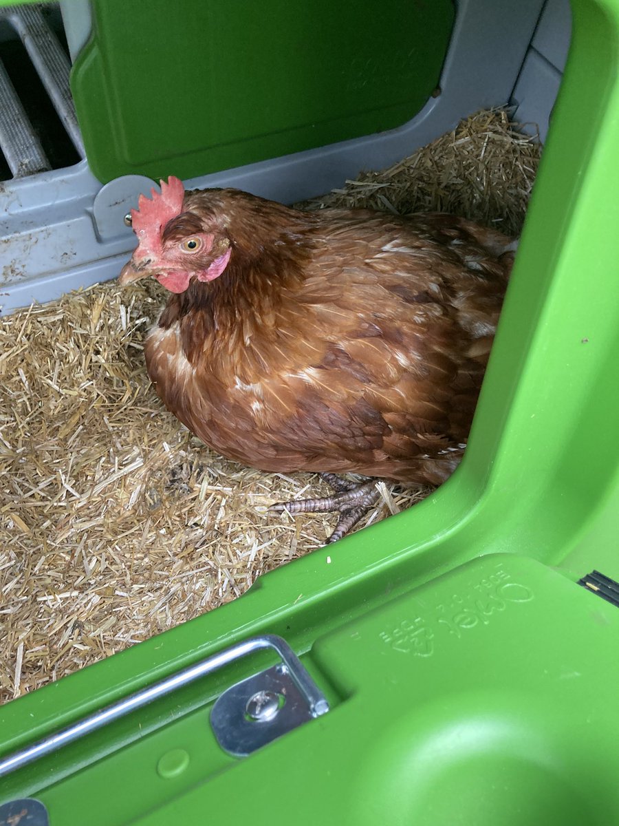 DeltaStWilfrids's tweet photo. The SWA hens have almost finished their first half term and have definitely settled in! Thank you again to the @BHWTOfficial for letting us rehome these ladies and give them a life outside of the barn🐔#SWAPride #animaltherapy https://t.co/rG12Z49Vch