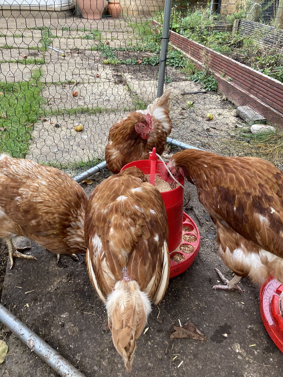DeltaStWilfrids's tweet photo. The SWA hens have almost finished their first half term and have definitely settled in! Thank you again to the @BHWTOfficial for letting us rehome these ladies and give them a life outside of the barn🐔#SWAPride #animaltherapy https://t.co/rG12Z49Vch