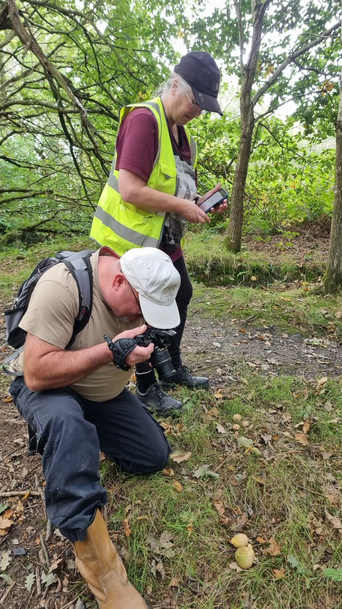 It's been a #FunghiFrenzy at Knowle Hill and our volunteers found lots of fantastic fungi to snap like shaggy ink cap, birch bolete, blusher, and amethyst deceiver. #MushroomsGalore