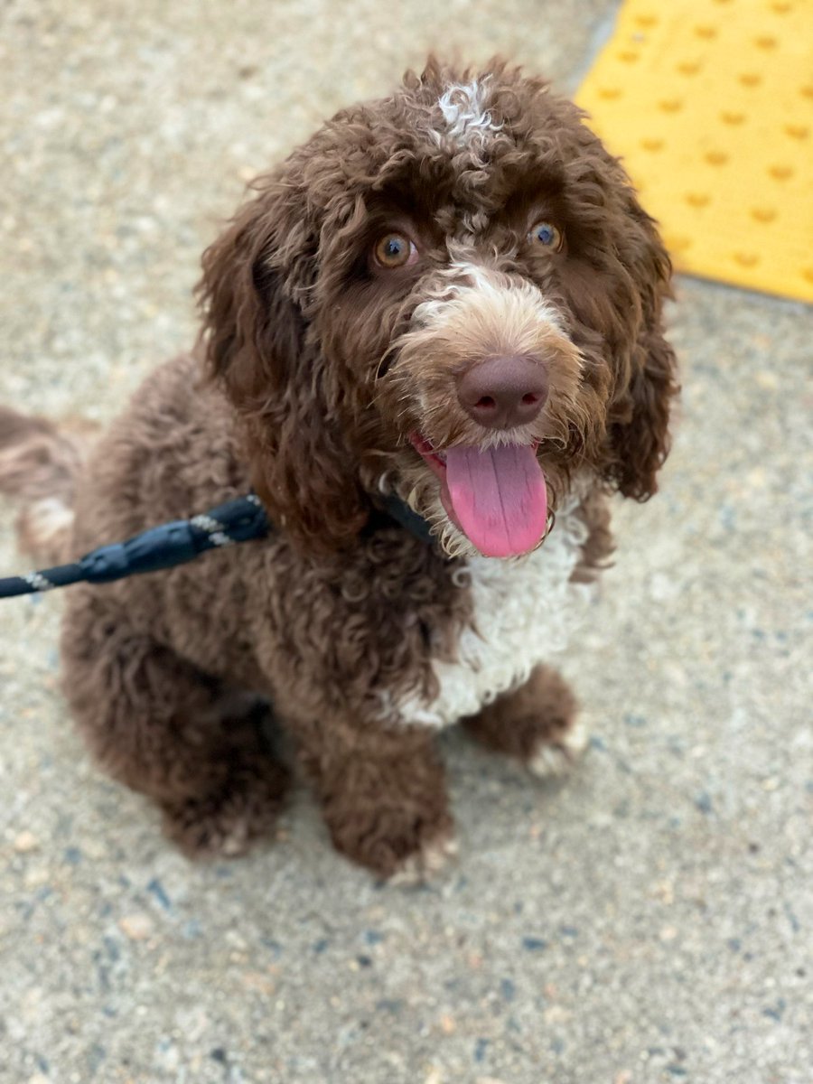 louielabradoodle (@loulabradoodle) / Posts / X