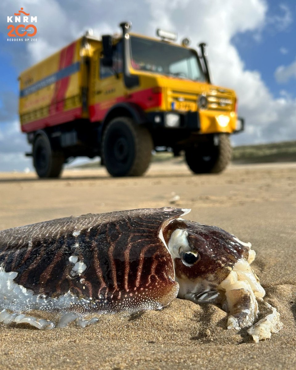 KNRM's tweet photo. Een 'bijzondere' vondst voor @KNRMkatwijk afgelopen zondag! 🦑
Tijdens een oefening van de bemanning met het kust-hulpverleningsvoertuig werd op het strand een zeekat aangetroffen. Helaas was het dier al overleden.
#KNRM #reddersopzee #katwijk #zeekat #vrijwilligers https://t.co/WqKAH2Mh0S