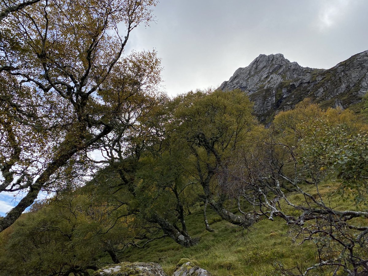 Watts_SH's tweet photo. There's a lovely remnant #upland #birchwood to be found on the slopes of Ben Loyal. These trees are showing just how well they can grow in this far north mountain environment, & highlighting the potential for us to have more #birchbelt habitat in Scotland.
#MountainBirchProject https://t.co/wkCVIySrIt