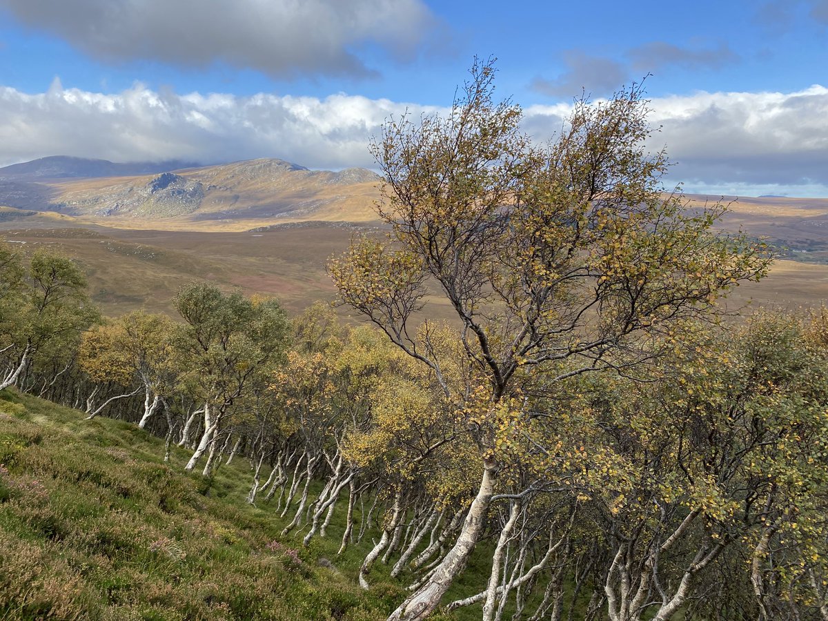 Watts_SH's tweet photo. There's a lovely remnant #upland #birchwood to be found on the slopes of Ben Loyal. These trees are showing just how well they can grow in this far north mountain environment, & highlighting the potential for us to have more #birchbelt habitat in Scotland.
#MountainBirchProject https://t.co/wkCVIySrIt