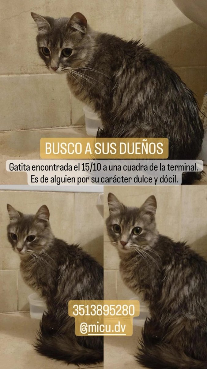 belugl1's tweet photo. Me ayudan a difundir por favor? Necesito encontrar con urgencia al dueño o que alguien lo pueda tener de tránsito, no lo puedo tener más en casa 😔. El número de contacto está en la imagen, gracias! @VivireNuevaCba @Vivir_en_Guemes @viviren https://t.co/1L6vDt4Abu