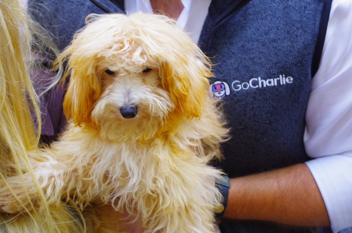 BrennanWoodruff's tweet photo. Puppies want to go to @Techweek_ too.
What a Pawesome Paw-Ty we had in Madison Square Park with @GocharlieAI and friends
See you at the rest of our #nytechweek event slate
#gocharliego #aiandpuppies #aicanbecute https://t.co/cyOr5zoW8l