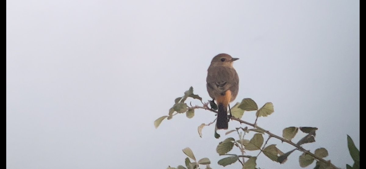 Pied Bush Chat today at last light  in the Chorokhi delta, superb find by <a href="/MarcHeetkamp/">Marc Heetkamp</a> and others! <a href="/TarsigerTeam/">Tarsiger</a>