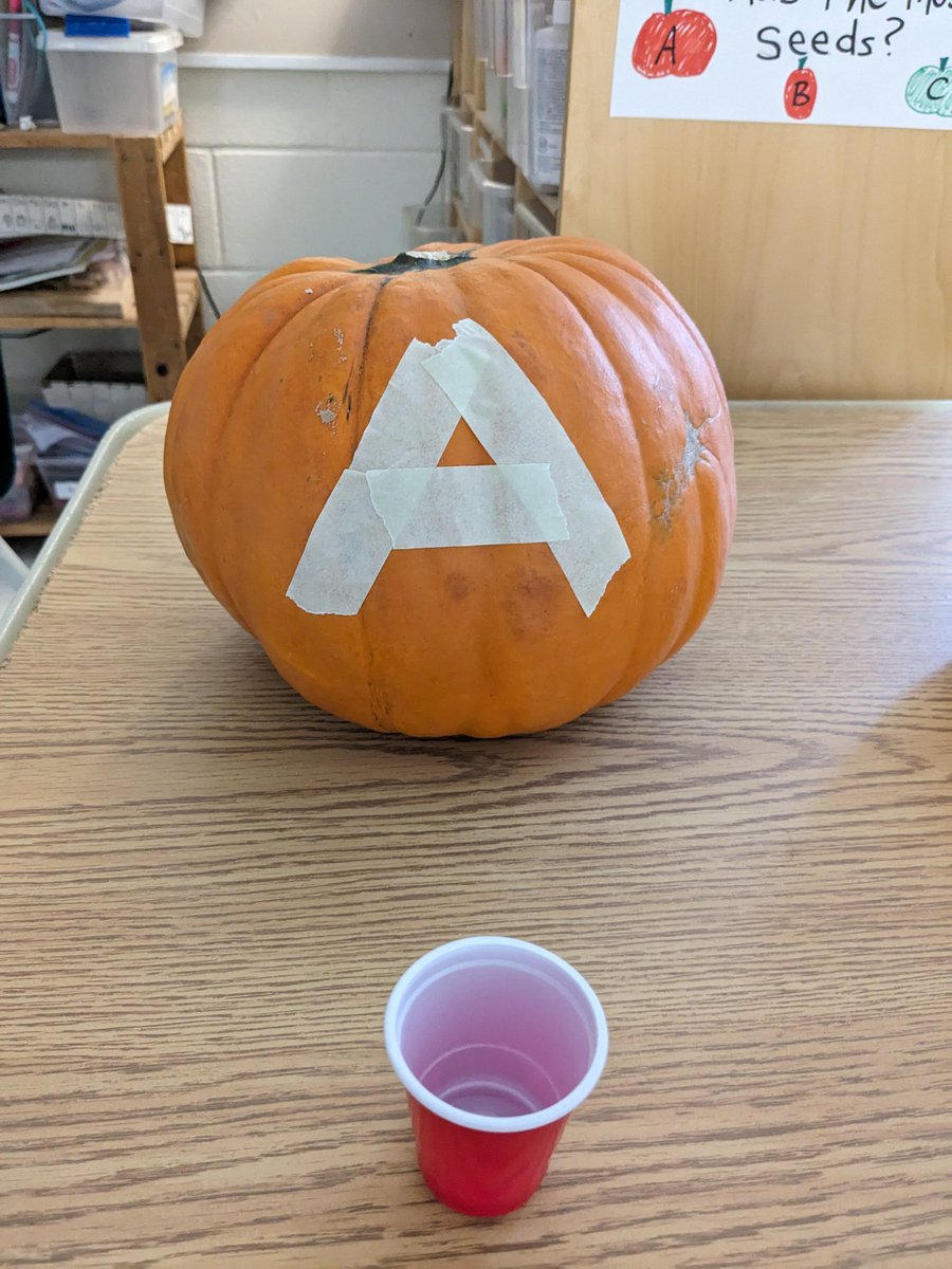 mrpelow's tweet photo. Today we are going to predict which pumpkin will have the most seeds! What do you think? @TES_LDSB @LimestoneDSB https://t.co/kwdCPPgGap