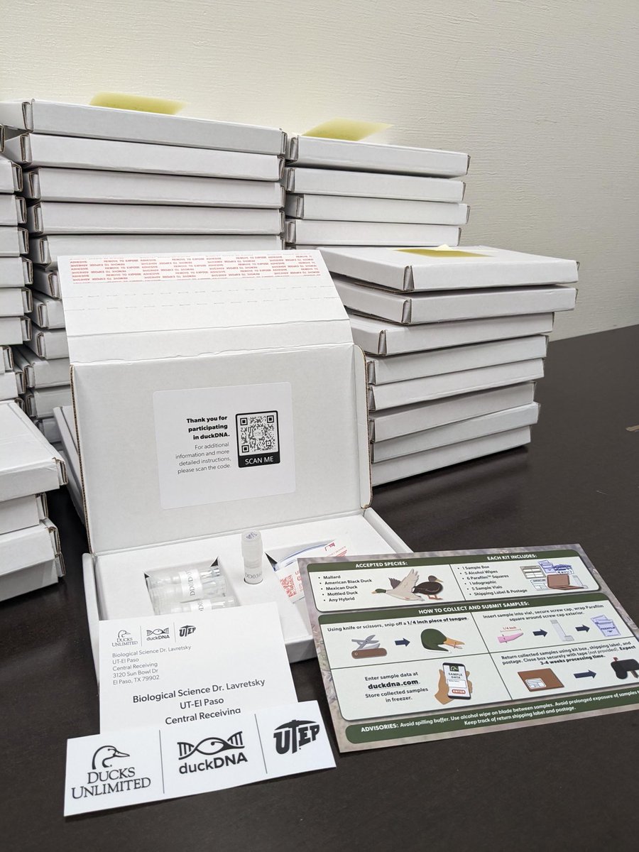 Lavretsky (@lavretskylab) on Twitter photo The first duckDNA kits going out! If you haven’t done so, go sign up at duckDNA.com today! <a href="/DucksUnlimited/">Ducks Unlimited</a> <a href="/DUConserve/">Ducks Unlimited Conservation</a> <a href="/mgbrasher/">Mike Brasher, PhD 🦆</a> The first duckDNA kits going out! If you haven’t done so, go sign up at duckDNA.com today! <a href="/DucksUnlimited/">Ducks Unlimited</a> <a href="/DUConserve/">Ducks Unlimited Conservation</a> <a href="/mgbrasher/">Mike Brasher, PhD 🦆</a>