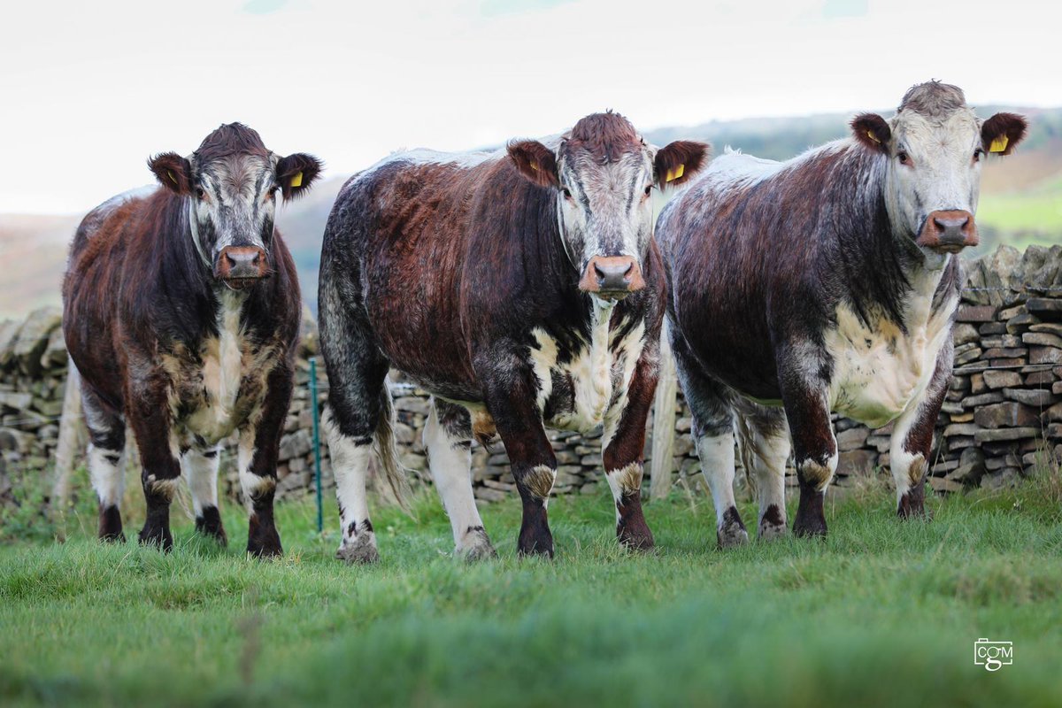 LonghornOffice's tweet photo. Longhorn steers topped the natives at @Bagshawsest1871 Bakewell Market today! @BubnellCliff
#longhorncattle #longhorns #longhorncattlesociety #englishlonghorns #longhornbeef #nativebreeds #nativebeef #britishbeef #pasturefed #britishfarming #britishfood #familyfarm #laa https://t.co/BLG5vJ8u55