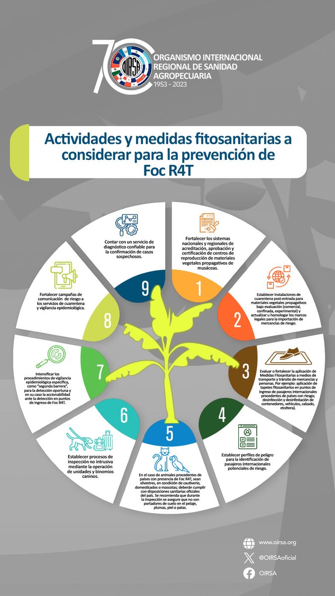 #SanidadVegetal 🌱 Conoce actividades y medidas para prevenir la enfermedad del Fusarium R4T en cultivos de banano y plátano🍌 👇