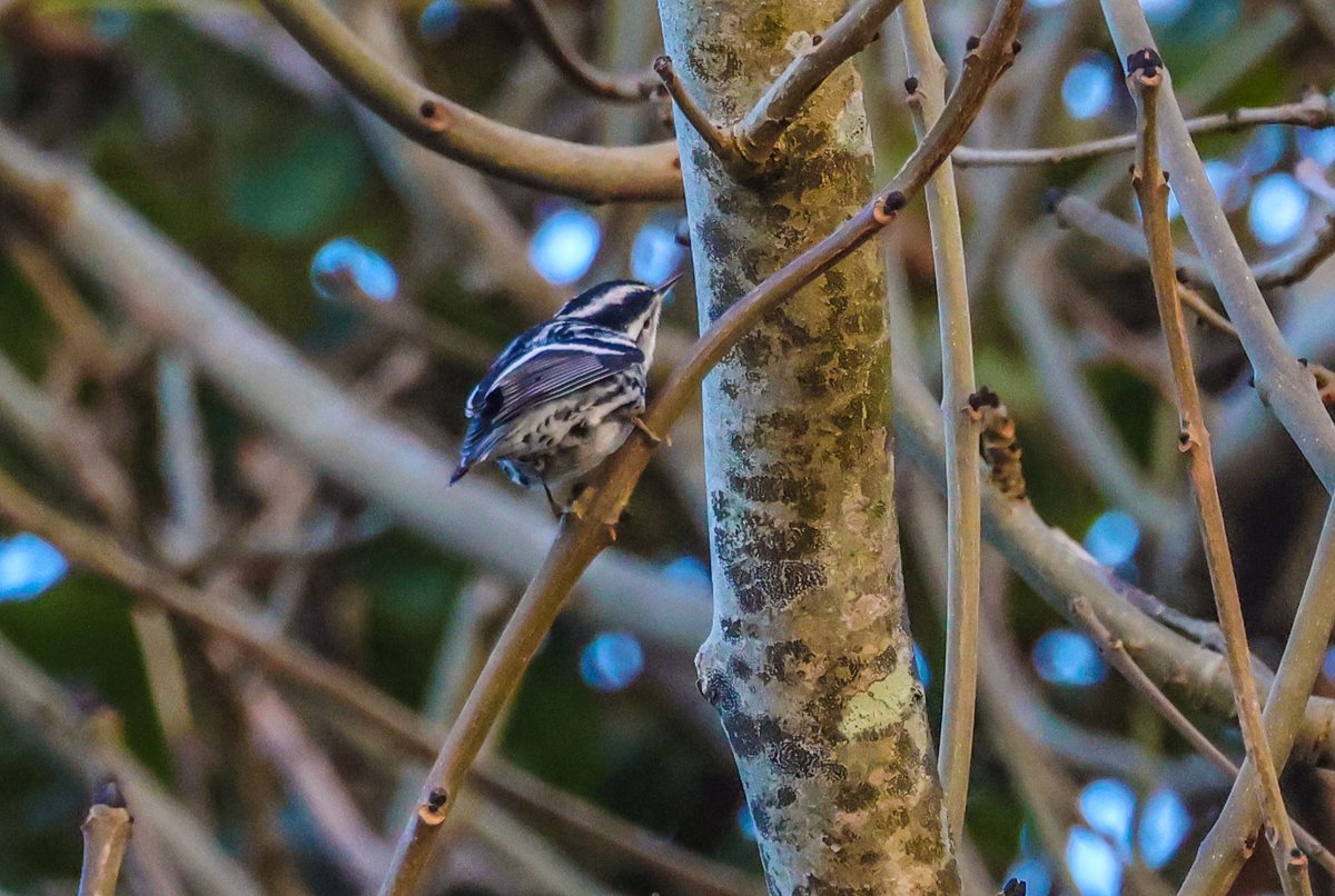 The Black and White Warbler on Inishbofin on Friday 13th Lucky for some not for others after the bird dissipated after about one hour and not found despite a lot of searching hight and low till the next day, 😱😍🦊🤣