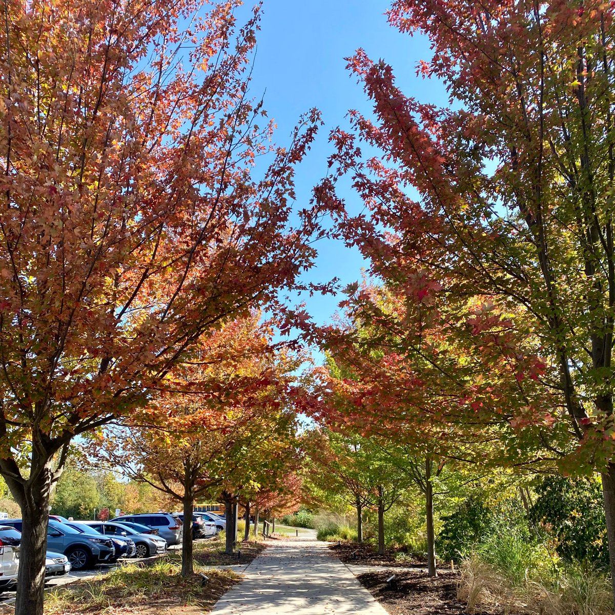 Take in #Mississauga's fall colours while you still can! Find your way safely around Riverwood, and know how you can keep our natural areas safe for plants and wildlife, by familiarizing yourself with our trail map and park rules: theriverwoodconservancy.org/trails