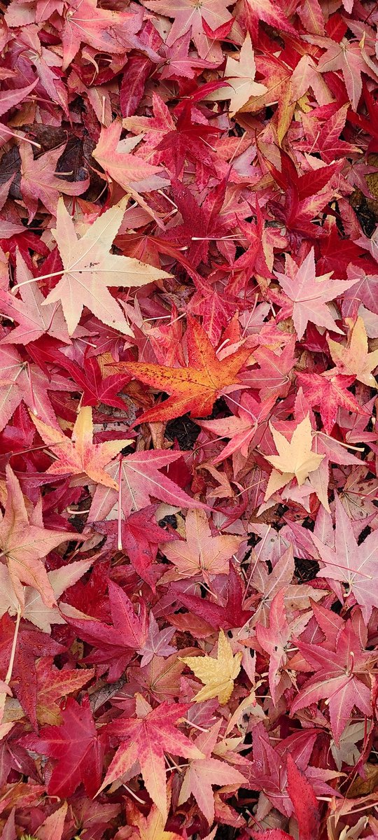 howyougo's tweet photo. Monday 
#rain  #Monday #Vancouver #bcstorm #sunset #crow #calmafterthestorm #colourfulfall #AutumnVibes #leaves #October #StormHour #Westcoast #ShareYourWeather https://t.co/DKNXnUMXdE