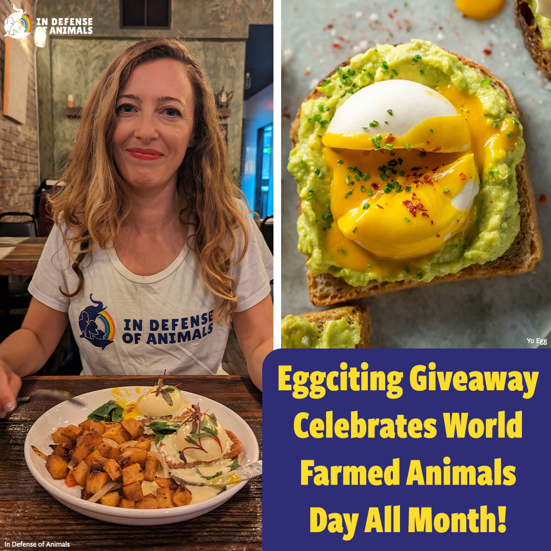 Like eggs? Love animals? Start a monthly gift to @idausa to win #YoEgg’s amazing #PlantBased poached or fried #egg.
WATCH: bit.ly/3RYyW63