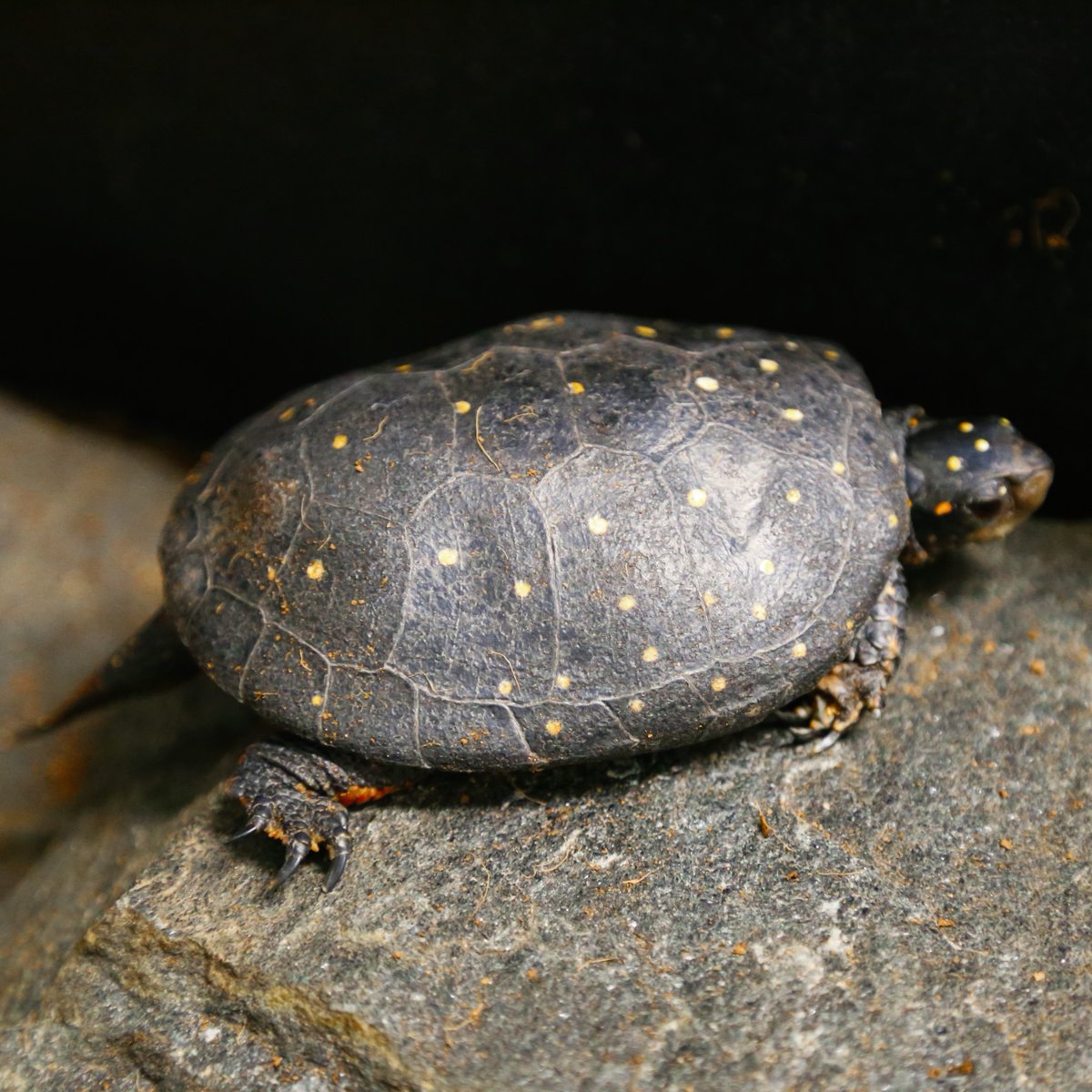 NCAquariumFF's tweet photo. Spotted turtles are identified as Species of Greatest Conservation Need (SGCN) in all 21 states in which they occur, considered Endangered by the IUCN, and have been petitioned for federal listing under the Endangered Species Act. #ConservationTuesday https://t.co/M6wYJXPqD1