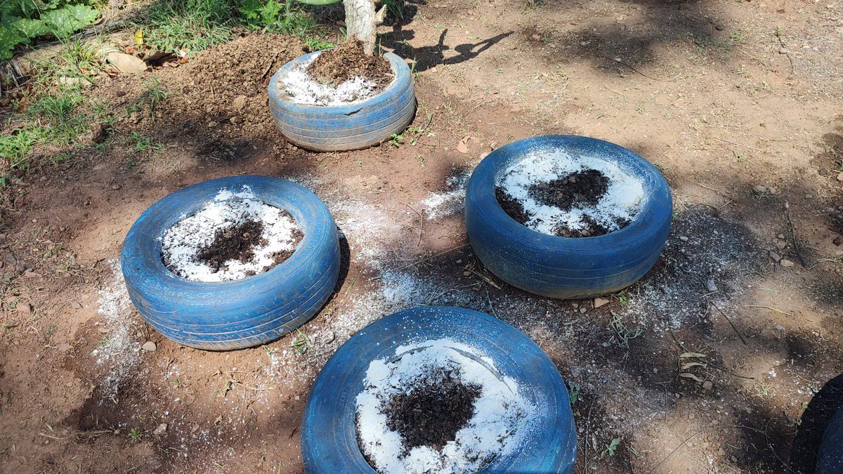 CEI CLUB DE LEONES (@ceileones) on Twitter photo 