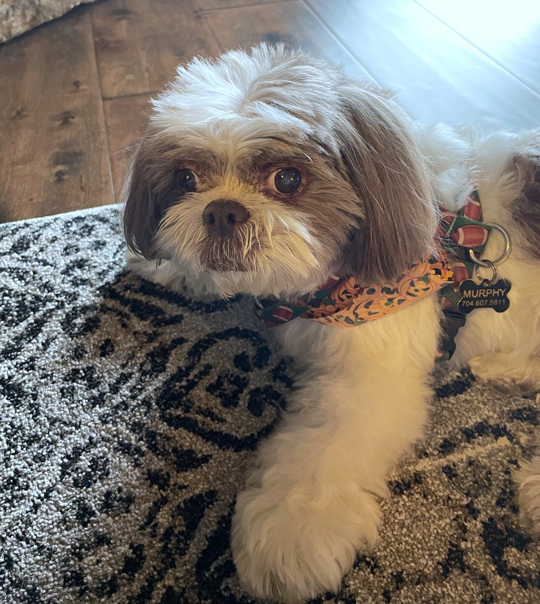 Good news peeps! 1/2 of 1/2 of the chill pill is the right mix so I don’t scream at the groomers OR pass out on the table. And I feel good this afternoon. Check out my white paw cause it won’t last….#chillpill #Grooming #lookinggoodfeelinggood