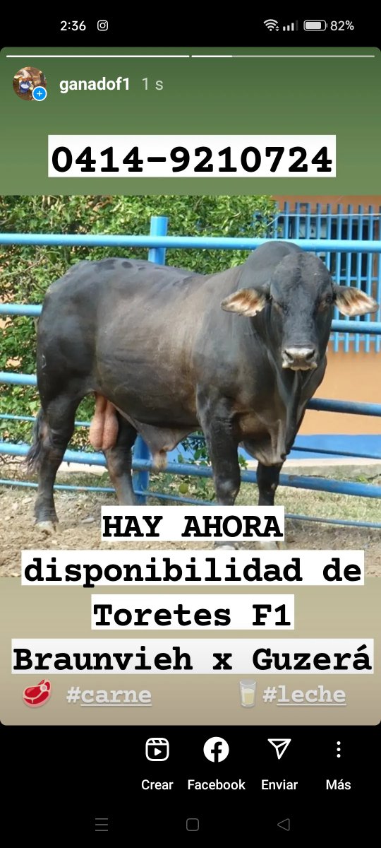 DISPONIBLES TORETES, PAJUELAS y EMBRIONES. Criamos ganado Guzerá DOBLE PROPÓSITO desde 1973. Rústicos pesados y lecheros bueno de carne y bueno de leche. Tel: 0414-9210724 Instagram:@ganadof1