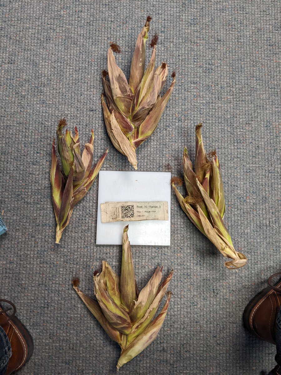 Correction: CML281. <a href="/JonathanTurkus/">Jonathan Turkus</a> is calling these banana bunch ears.