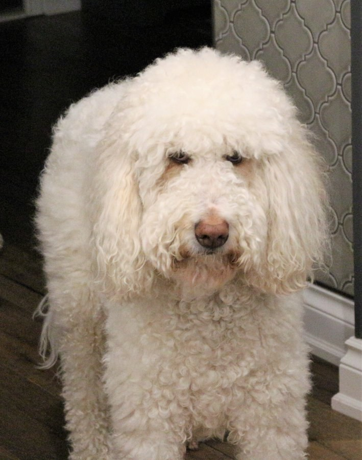 DoodleNessa's tweet image. Our vet can't seem to let go of the past😃🤷‍♀️
The vet bill is from months ago...🤭
#stopcalling
#newphonewhodis
#dogsonx