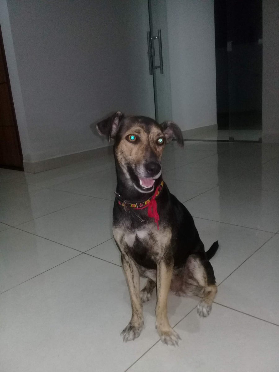 SIMPLEMANBRAZIL's tweet image. 🐾🐾🐾🐾🐾🐾🌈🌈🌈🌈
#pets 
#PHOTOS 
#NFTCommunity 
#NFT全員プレゼント 
#NFTartist