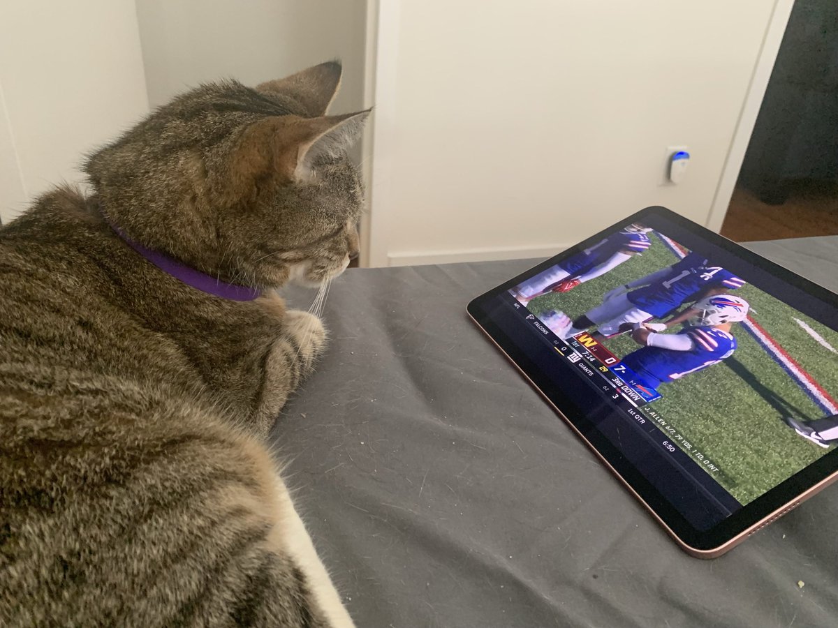 JillGregorie's tweet photo. @JSpenceTheKing I adopted this senior cat from Long Island, and can only shudder to think of how many Jets games he had to suffer through. This is my attempt to indoctrinate him into the Mafia 😂 https://t.co/1Sy76PolO0