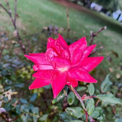 ItsNaastaaraan's tweet image. Here is my submission to the #CleverCurator #techbubble challenge.

 Nature Art

Artists
 @EddieLee21_ 
@johnny_olaleye 
@martinraskovsky 
@BohoArtRunway 

Labeling judges: 
@elhamteh_eth
 @ahchoen 
@manisaemi

Good luck everyone 🌸