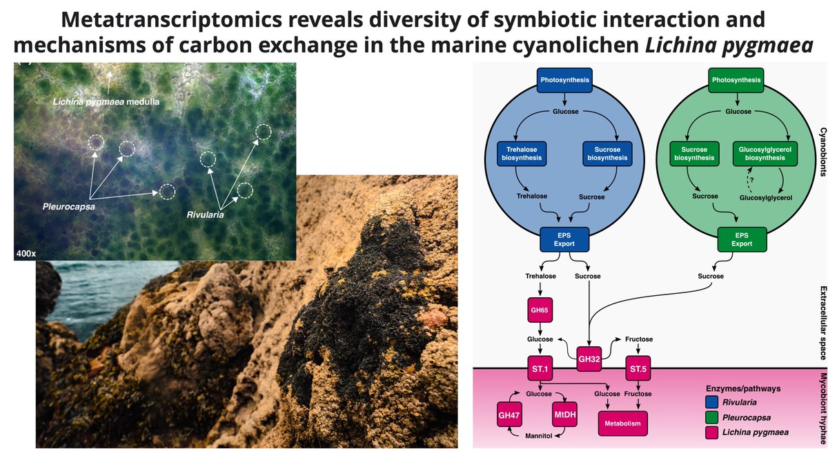 Michael Cunliffe 🏳️🌈 (@sea_bugs) on Twitter photo Our latest work on marine lichen symbiosis in <a href="/NewPhyt/">New Phytologist</a> - metatranscriptomics of interaction & carbon exchange in the cyanolichen Lichina pygmaea <a href="/CyanoEvo/">Dr Nathan Chrismas</a> Beth Tindall-Jones <a href="/Kimberley_EBird/">Dr. Kimberley Bird</a> <a href="/joannaharleysci/">Joanna Harley</a> Helen Jenkins <a href="/ERC_Research/">European Research Council (ERC)</a> <a href="/thembauk/">MBA - Marine Biological Association</a> <a href="/PlymUni/">University of Plymouth</a> nph.onlinelibrary.wiley.com/doi/10.1111/np… Our latest work on marine lichen symbiosis in <a href="/NewPhyt/">New Phytologist</a> - metatranscriptomics of interaction & carbon exchange in the cyanolichen Lichina pygmaea <a href="/CyanoEvo/">Dr Nathan Chrismas</a> Beth Tindall-Jones <a href="/Kimberley_EBird/">Dr. Kimberley Bird</a> <a href="/joannaharleysci/">Joanna Harley</a> Helen Jenkins <a href="/ERC_Research/">European Research Council (ERC)</a> <a href="/thembauk/">MBA - Marine Biological Association</a> <a href="/PlymUni/">University of Plymouth</a> nph.onlinelibrary.wiley.com/doi/10.1111/np…