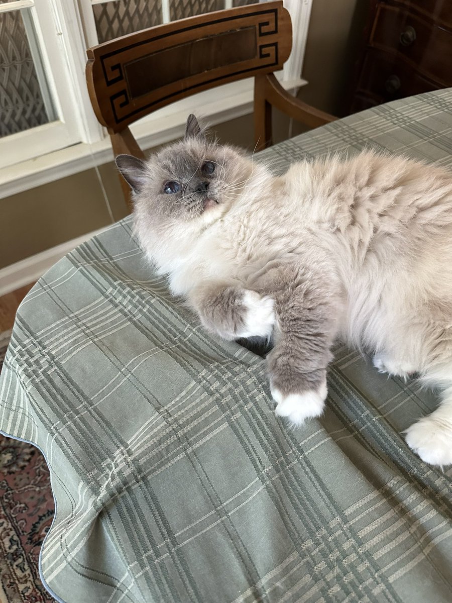 bugkween_'s tweet image. Unbelievably precious