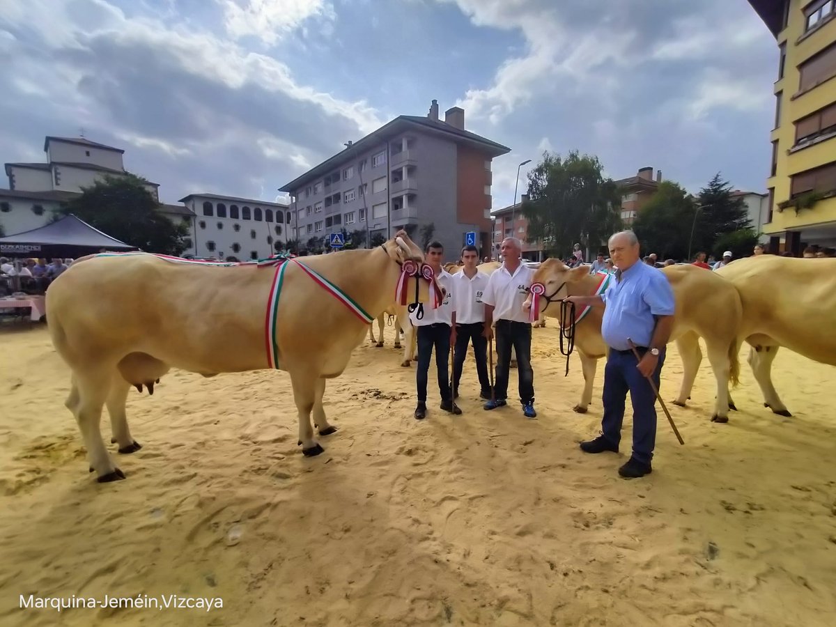 conabaoficial's tweet photo. El 14 de octubre tuvo lugar el XXVI campeonato de Euskadi de la raza Blonde de Aquitania, en Markina-Xemein, Bizkaia. La vaca Nekane resultó Gran Campeona del concurso y su ganadería, del caserío Eizmendi, de Idoia Esnaola se hizo también con el premio a la mejor ganadería. https://t.co/kRwAt5DHmZ
