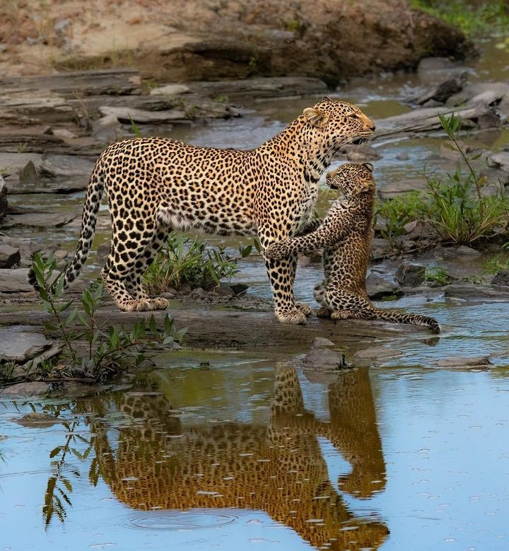 kenyapics's tweet photo. Magical Kenya for sure 🇰🇪

Photo credit @NishaPurushoth2 https://t.co/WKRhld12Yy