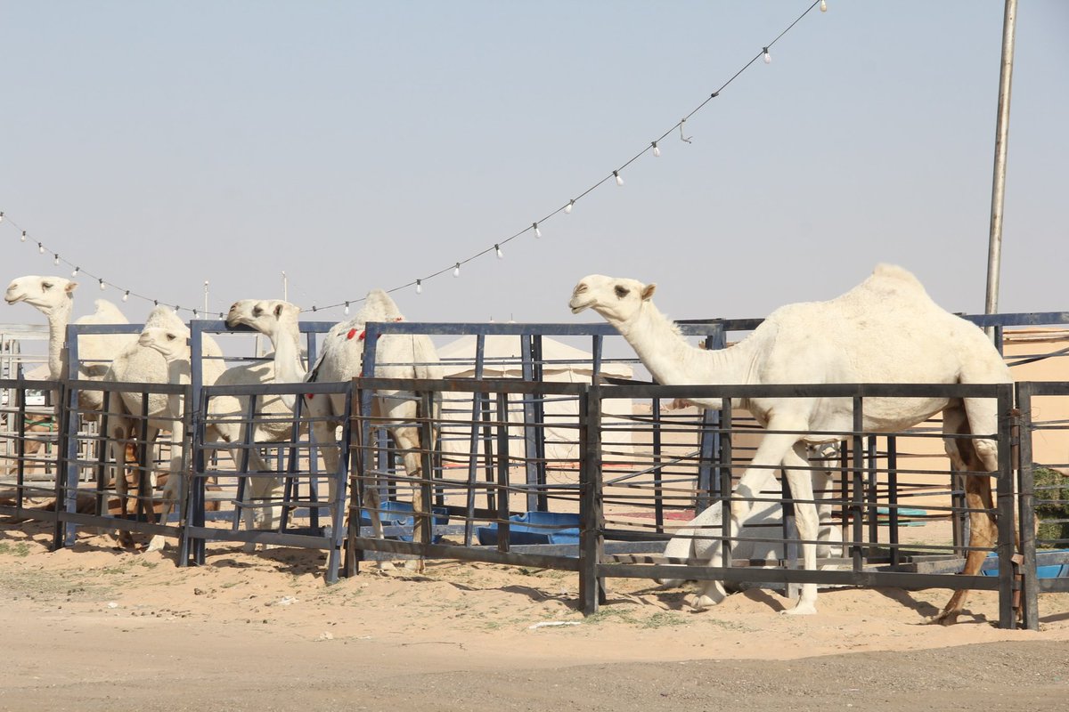 camel__auction's tweet photo. الشبوك الذهبية 🤩

#مزاد_حفرالباطن_للإبل https://t.co/8lzAG5S1nY