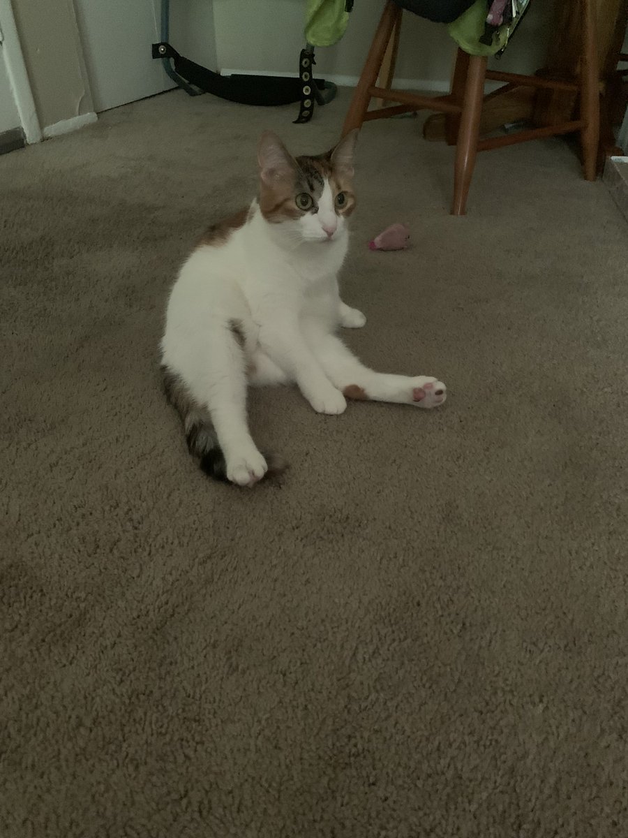 therealdashdude's tweet photo. i love my cat https://t.co/8SiQ7ULXli