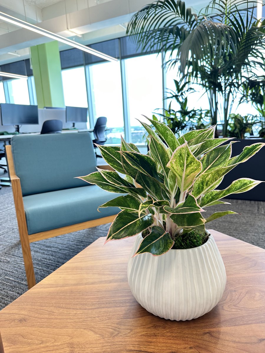 NaturaHQ's tweet image. Natura and The Domain's WISE office in Austin: a match made in green heaven! Our interior plant installations redefine office aesthetics and ambiance. 🌱 
Designer👩‍💼: Anai
Austin, Tx📍
#OfficePlants #NaturaHQ #AustinDesign #ProfessionalPlantService