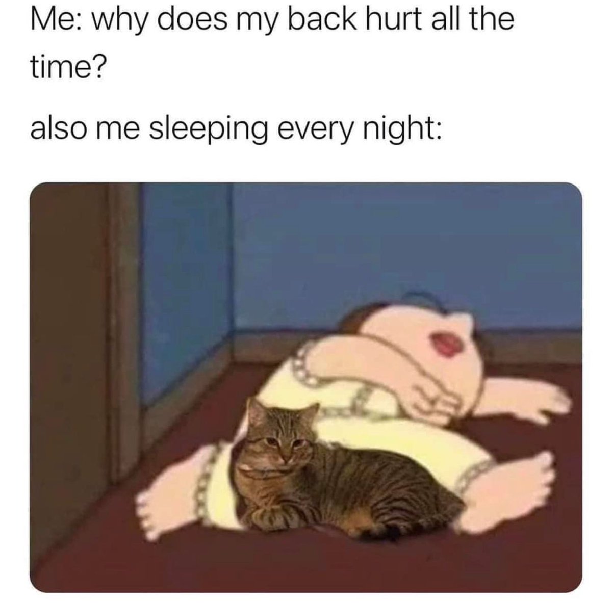 PostsOfCats's tweet image. 