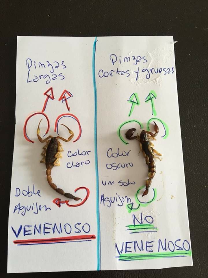 [INFO IMPORTANTE] Las altas temperaturas favorecen la reproducción de alacranes. La foto adjunta ayuda a diferenciar los "venenosos" de los "no venenosos". Del venoso no hay fotos, pero lo podés ver en casa