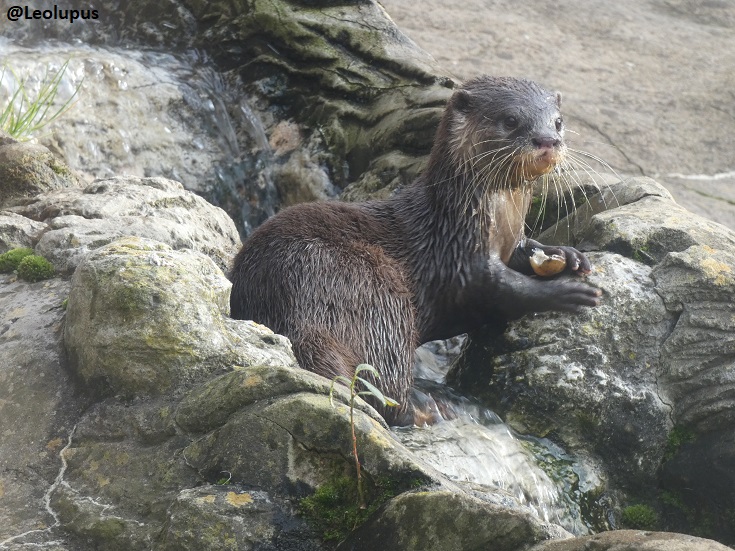 Asiatic short-clawed otter with snack. #otters #mustelids #animals #wildlife