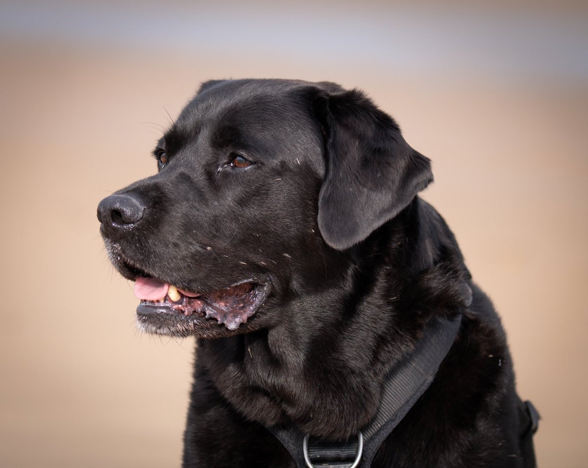 Monty_Lab's tweet photo. 😋On the beach #TongueoutTuesday #beachday #dogs #dogsoftwitter https://t.co/2OWxDOGlef