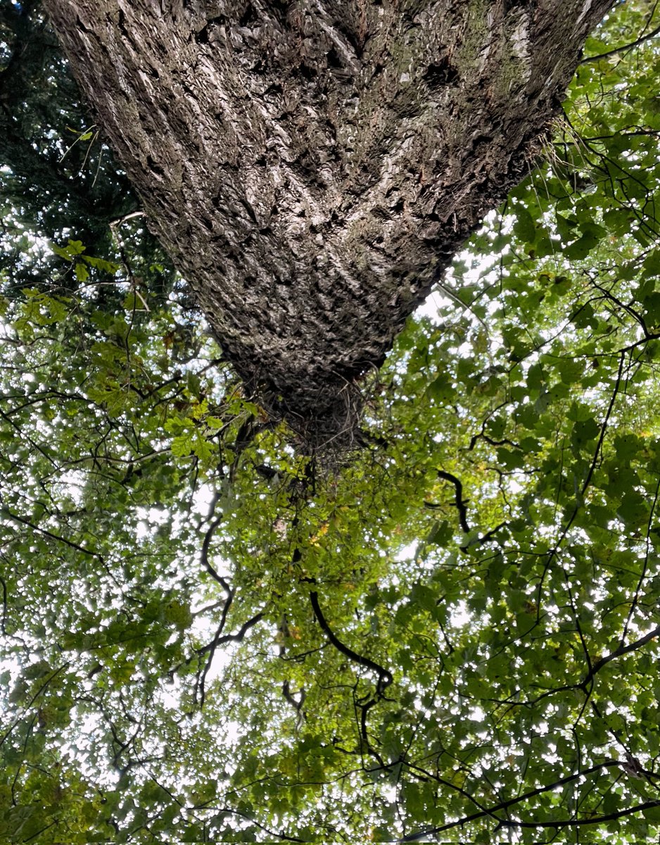 WeeDragon_J's tweet photo. #TallTreeTuesday https://t.co/MgJ7HDnIwG