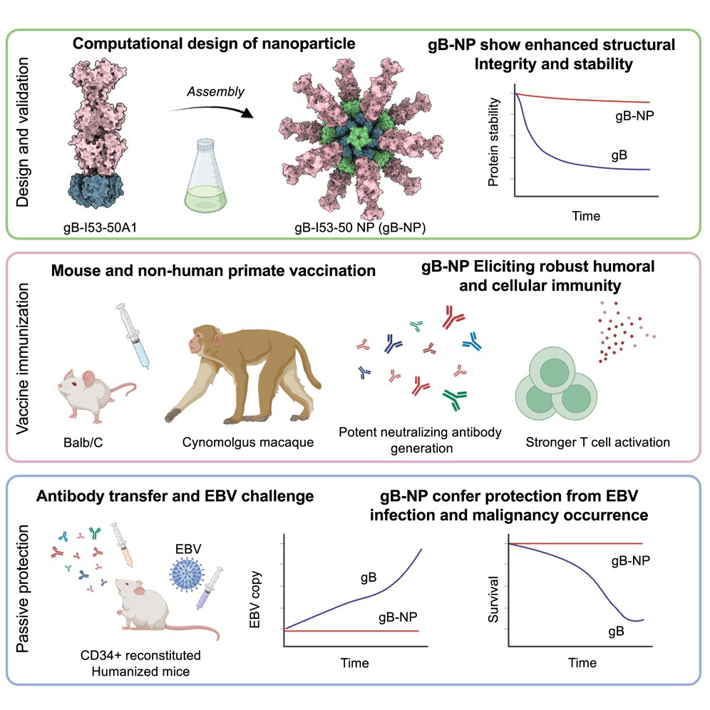 cellhostmicrobe's tweet image. gB nanoparticle vaccine for #EBV. New work presents a gB nanoparticle vaccine w/enhanced stability &amp;amp; immunogenicity that elicits robust &amp;amp; durable protective antibodies in preclinical models. Immunization of humanized mice prevents lethal EBV infection cell.com/cell-host-micr…