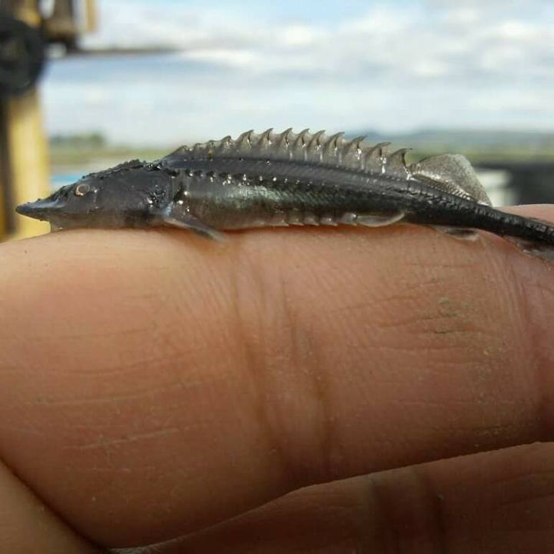 Mt. Adams Institute tweet media