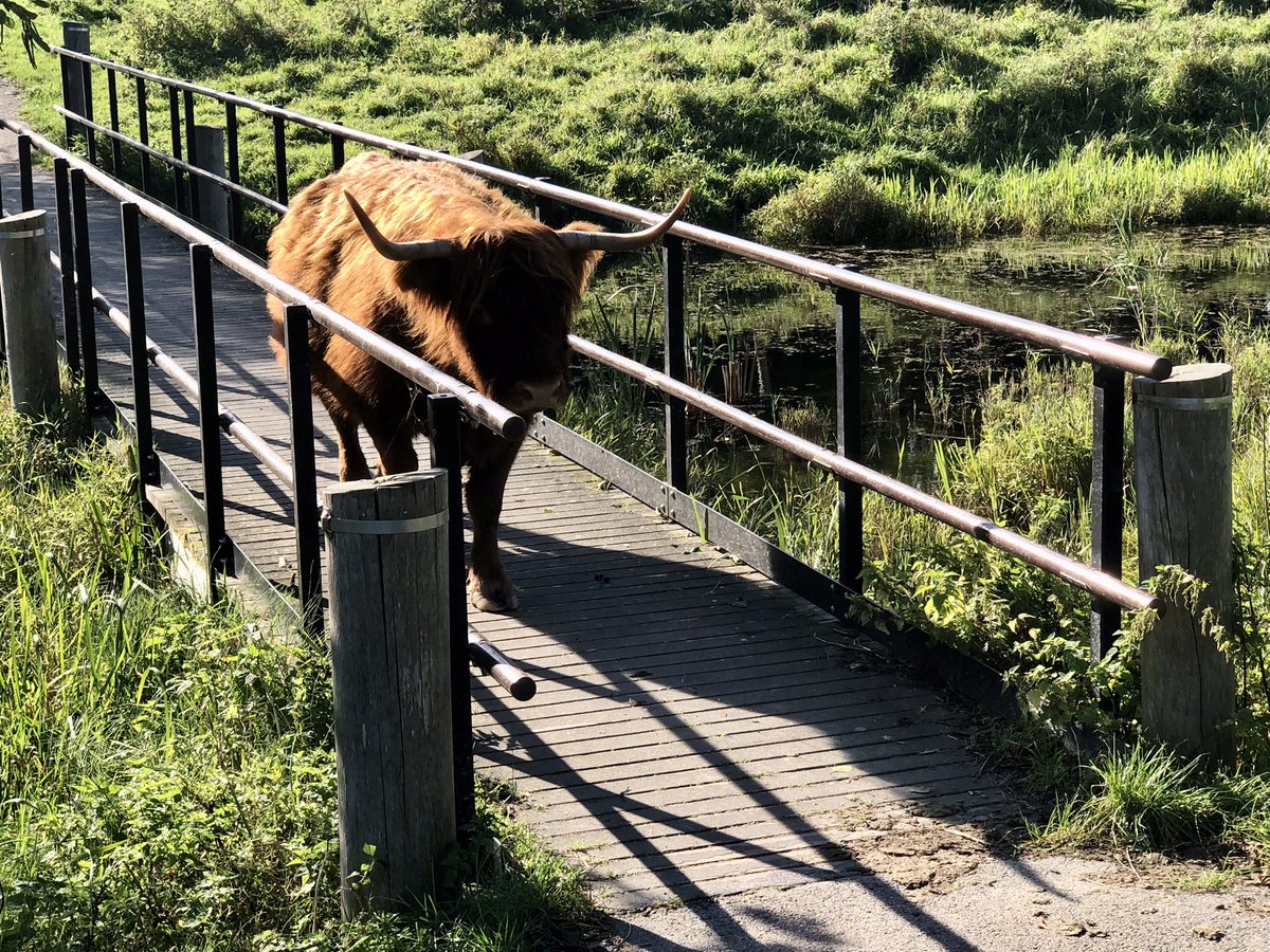 Kom maar over de brug! 🐂
#Schiebroeksepark <a href="/rotterdam/">Gemeente Rotterdam</a> <a href="/010byday/">Rotterdam by Day</a>