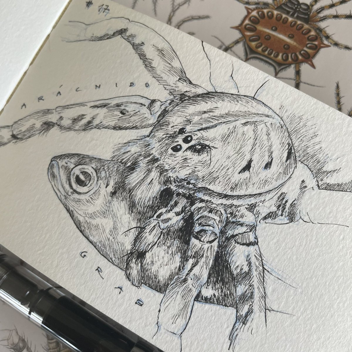 Day 17 // #Arácnido + #Grab // #Dolomedes

Two combined #inktober prompts!

@illustraciencia + @GNSIorg 

#scientificillustrator #scienceart #scientificillustration #Sciart #Sciartober #Illustraink23 #illustraciencia #inktober #natureillustration #spider #fish #fishingspider