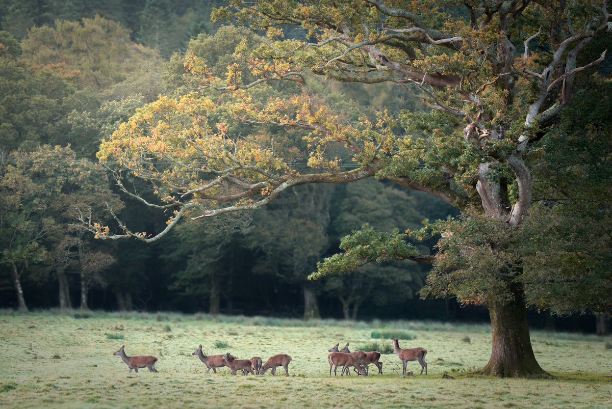 A group of Hinds under the cover of an old oak in Killarney national park