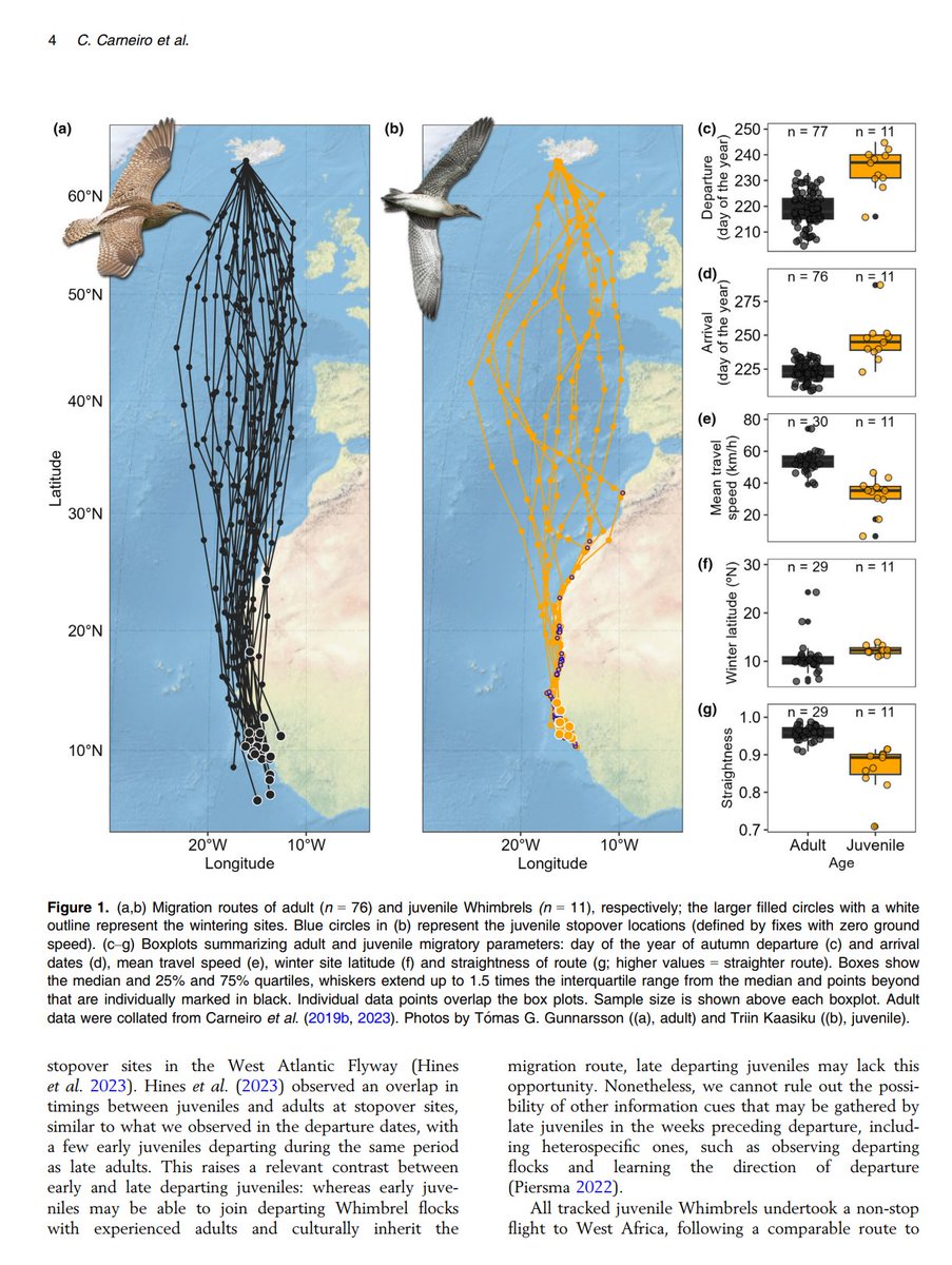 Chuffed with publication in @IBIS_journal on maiden #migration of young #whrimbrel from Iceland to West Africa. Tagging by @Camilo_Carneiro and @eco_flyway team has yielded important insights into the ways that young inexperienced birds differ from adults. onlinelibrary.wiley.com/doi/epdf/10.11…