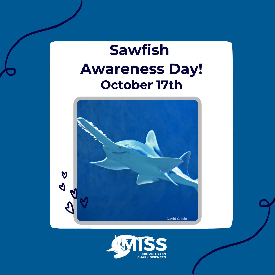 MISS_Elasmo's tweet photo. 🪚Happy International Sawfish Day! 
This day was established to highlight the endangered sawfish species and the challenges they face. Check out these facts about the sawfish https://t.co/xyooe1u8Pf
