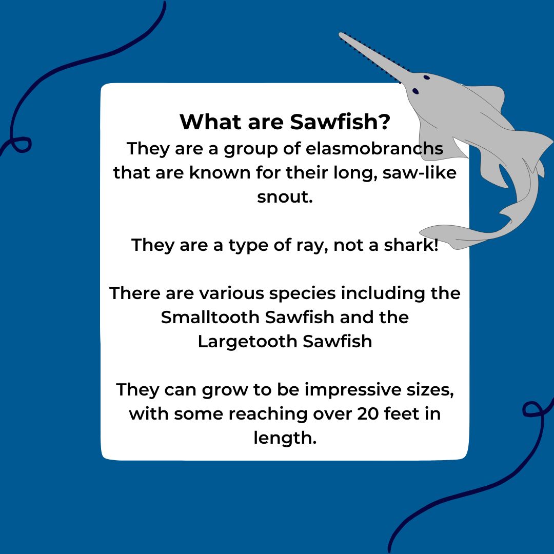 MISS_Elasmo's tweet photo. 🪚Happy International Sawfish Day! 
This day was established to highlight the endangered sawfish species and the challenges they face. Check out these facts about the sawfish https://t.co/xyooe1u8Pf