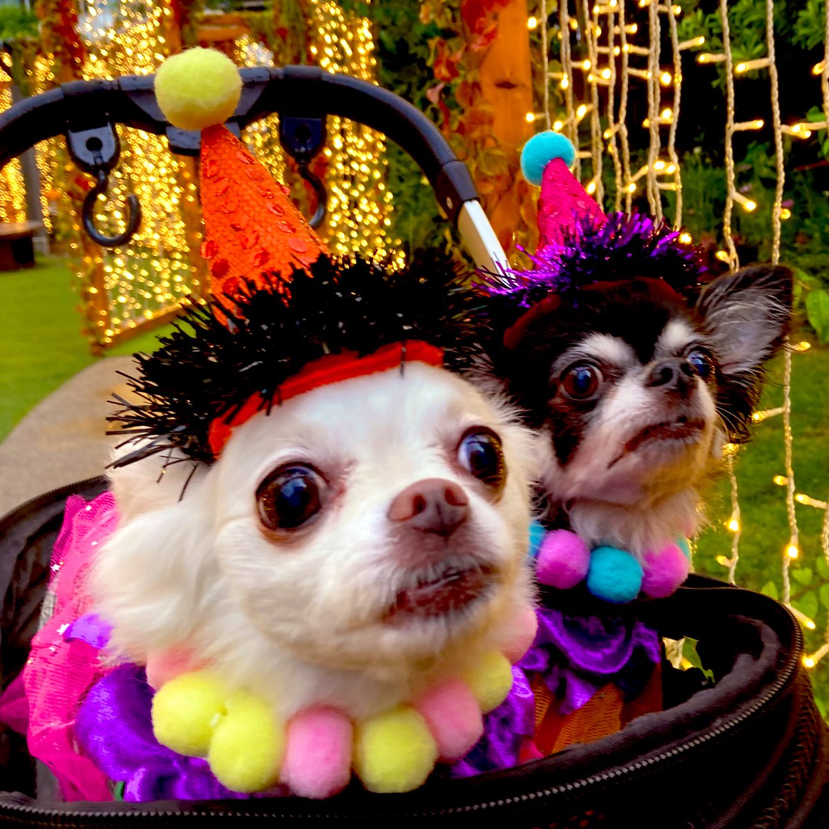 gomakome1's tweet photo. 👻🎃 Happy Halloween 🎃👻

#ghostdog #happyhalloween #ghost #チワワ #halloweendog #chihuahua #gomakome #trickortreat #halloween #horror #halloweenchihuahuas #jackolantern #yokohama #baypuarter https://t.co/tLufiE5iLB