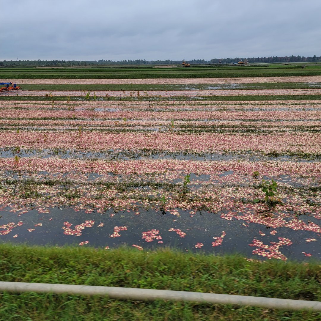 Cranberry Institute tweet media