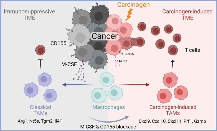 ASCI (@the_asci) on Twitter photo ASCI. member Shadmehr Demehri <a href="/CaImmunoprevent/">Shawn Demehri</a> <a href="/MassGeneralNews/">MassGeneral News</a> in <a href="/jclinicalinvest/">Journal of Clinical Investigation</a>: Carcinogen-exposed cancer cells suppress tumor-associated macrophages to promote immunogenicity: buff.ly/3LYRLlt
#Oncology ASCI. member Shadmehr Demehri <a href="/CaImmunoprevent/">Shawn Demehri</a> <a href="/MassGeneralNews/">MassGeneral News</a> in <a href="/jclinicalinvest/">Journal of Clinical Investigation</a>: Carcinogen-exposed cancer cells suppress tumor-associated macrophages to promote immunogenicity: buff.ly/3LYRLlt
#Oncology